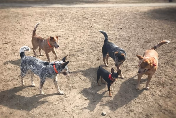 Providence Pet Park